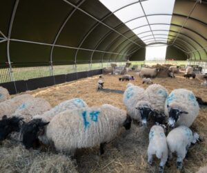 How Cattle Shelters Can Improve Feed Efficiency and Weight Gain